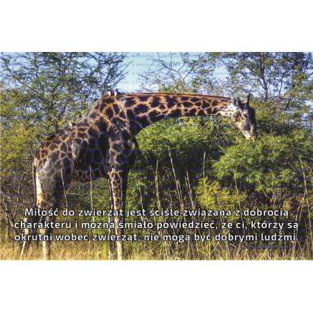 Zakładka do książki (12)